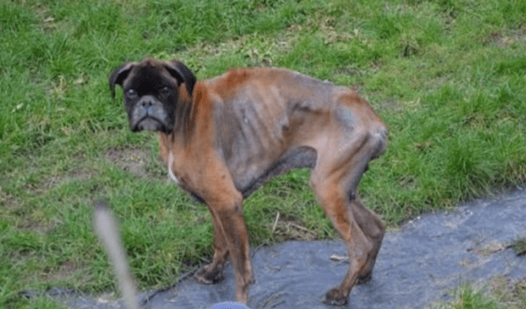Após a morte dos seus donos, o cão foi deixado num estado miserável a viver nas ruas durante 2 anos