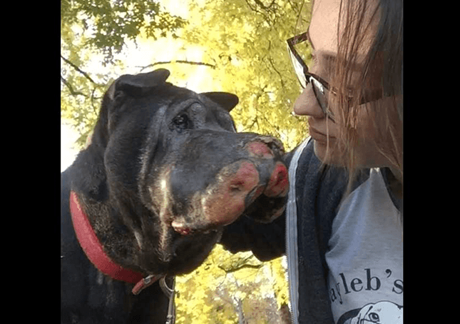 Rapariga resgata cão moribundo e depois diz-lhe que está na hora de dizer ‘adeus’