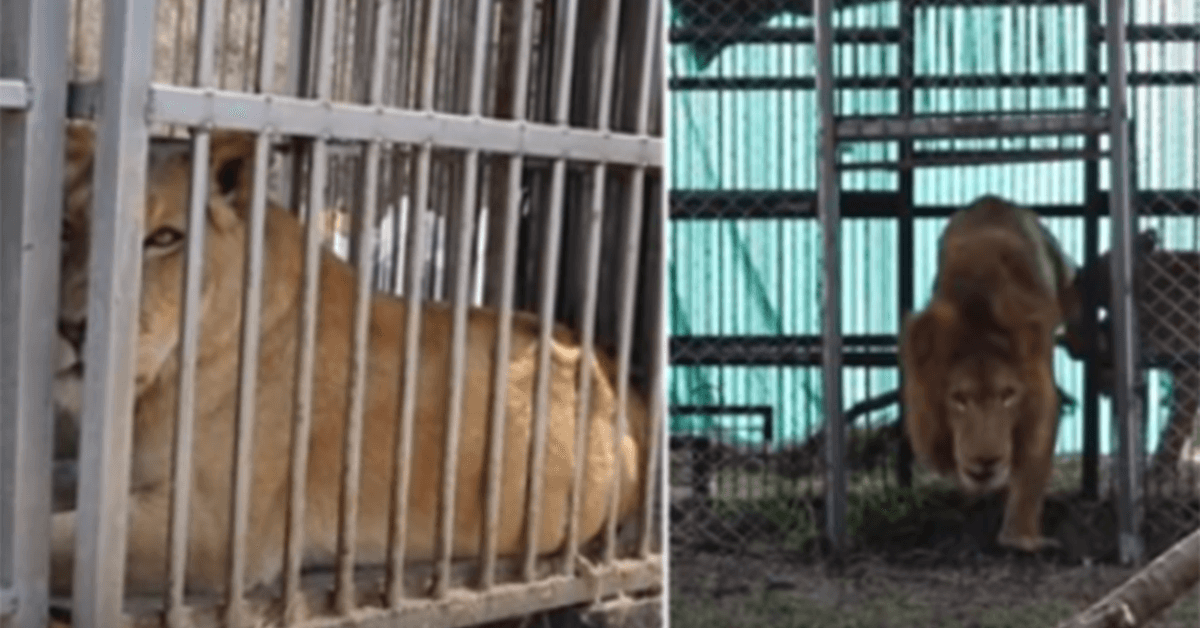 Após 8 Anos numa Jaula, Leões de Circo Resgatados Tocam Relva Pela Primeira Vez