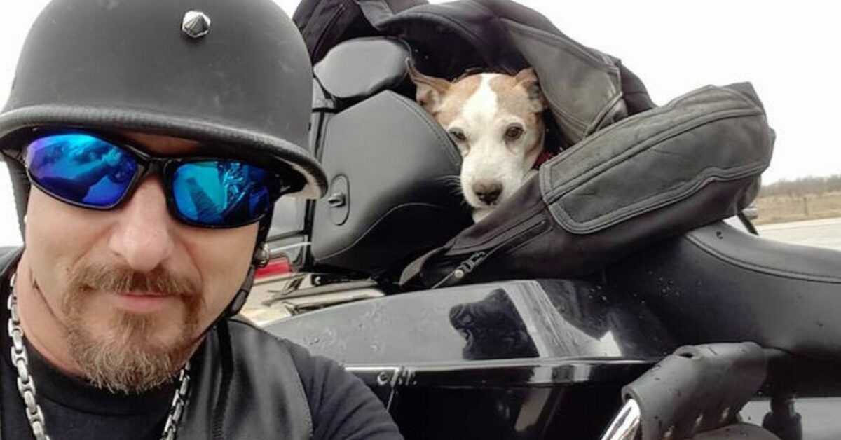 Biker vê o homem a bater no cão na auto-estrada para o resgatar e fazer dele o seu novo co-piloto