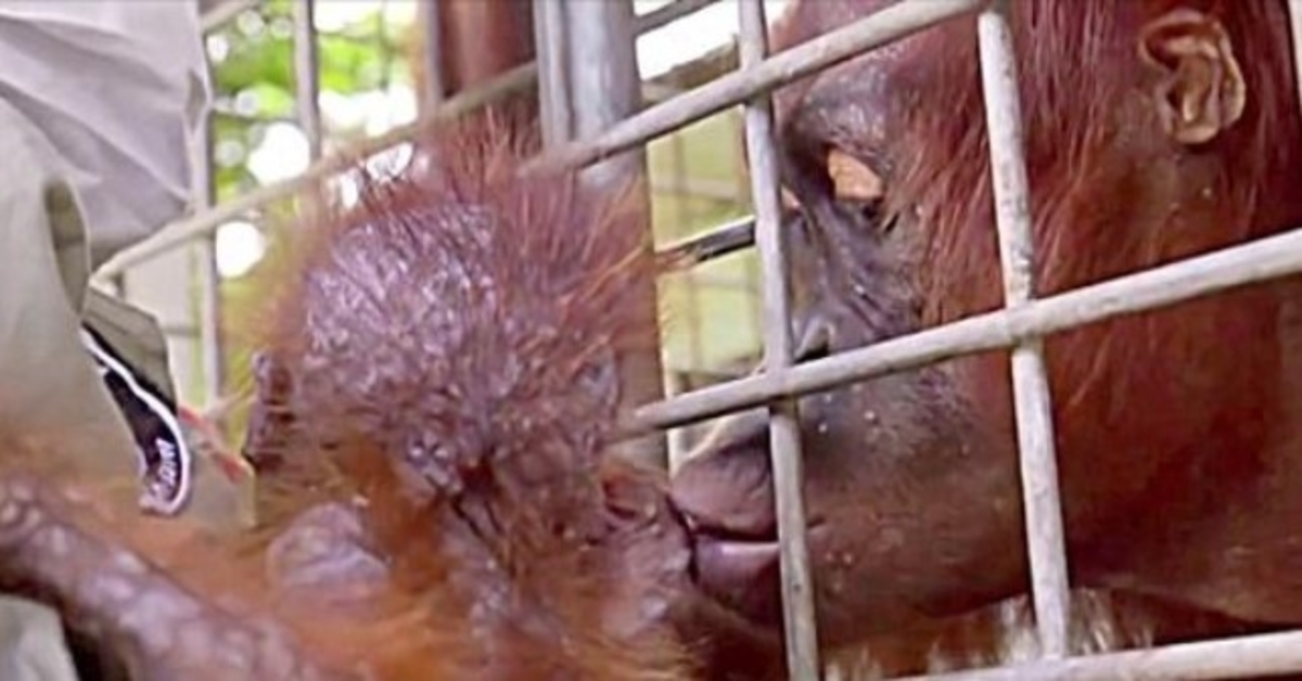Trabalhadores quebram-se em lágrimas enquanto a Mamã Orangotango se reúne com o seu bebé raptado