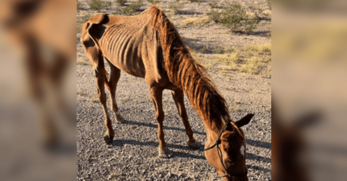 Cavalo de corrida emaciado abandonado no deserto resgatado por grupo de resgate de animais no Arizona