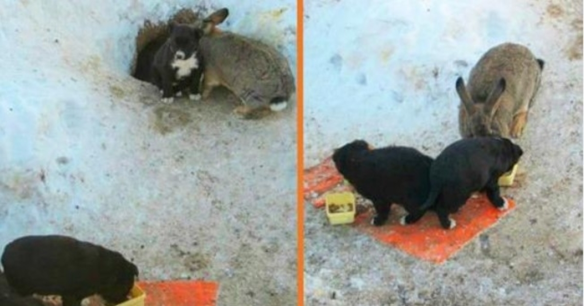 Coelho Adopta Três Cachorros de Raia, Protege-os, Mantém-os Alimentados e Quentes