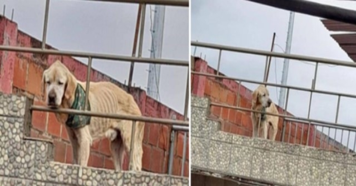 Com o olhar mais triste e os seus ossos à vista, o cão passou os seus dias preso no telhado de uma casa