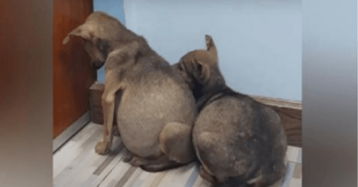 Duas cachorrinhas de raia apavoradas agarradas uma à outra com a barriga inchada
