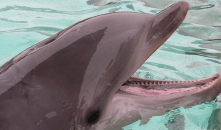 Cão afogado resgatado por golfinhos que passam