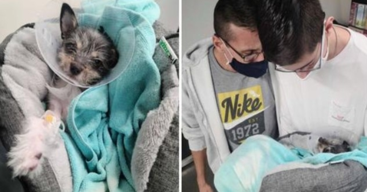 Família devastada incapaz de pagar as contas médicas do cão forçada a entregá-la