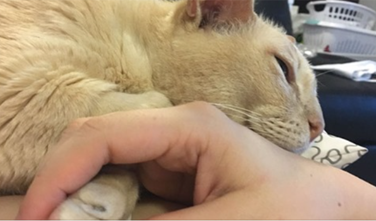 gato de Abrigo de 13 anos de idade é adoptado, não pode adormecer a menos que o seu ser humano segure a sua pata