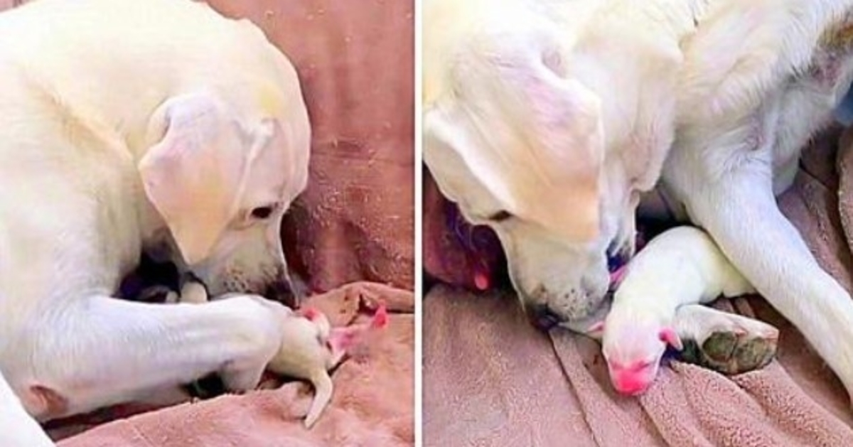 Mama Dog Desperately Tenta salvar o seu cachorro mais fraco e a cópula da sua ninhada