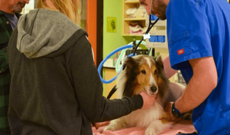O cão paralisado estava prestes a ser eutanizado até que o veterano sentiu um carrapato