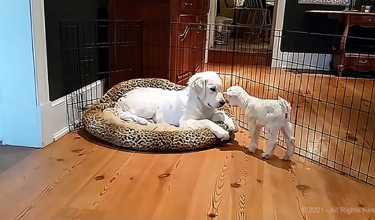 O Adorável Cabrito encontra o seu primeiro cachorro