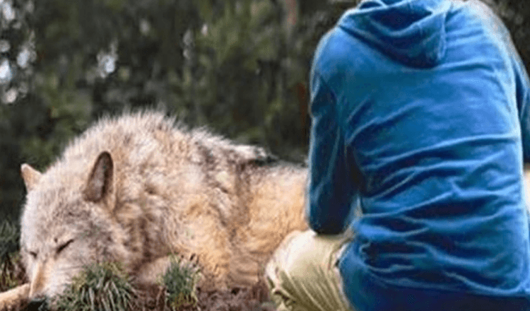 O homem salva um lobo preso numa armadilha, quatro anos depois Ela salva a sua vida