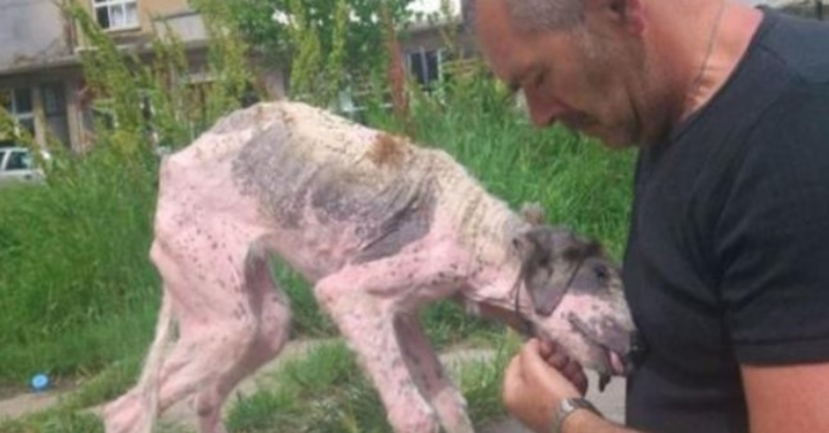 O homem dá o último esforço para salvar o cão de rua à beira da morte