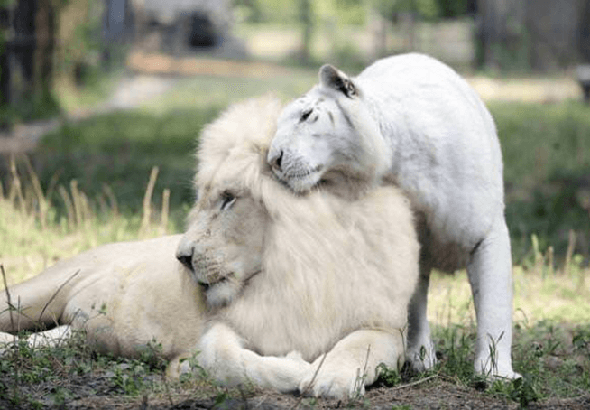 O Leão Branco e o Tigre Branco tiveram bebés juntos e são as coisas mais adoráveis da Terra