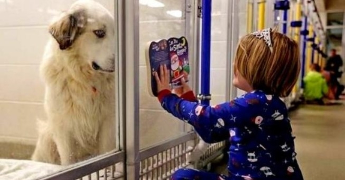 o cão ‘Indesejável’ ia ser abatido, por isso a rapariga começou a ler-lhe histórias