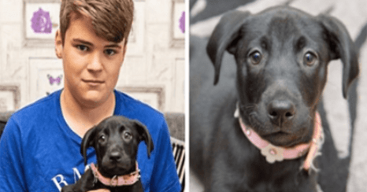 Cachorro Bullied Teen Adopta Cachorro ‘Canguru’ Indesejado Nascido com 6 Pernas
