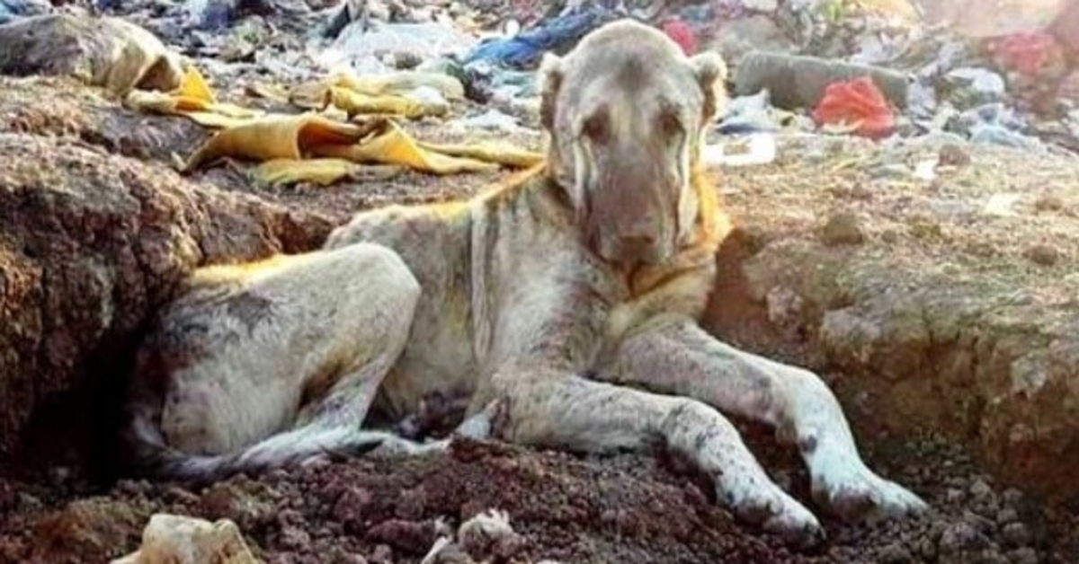 Cão doente atirado para aterro por ser “inútil” enterrado no lixo e espera para morrer