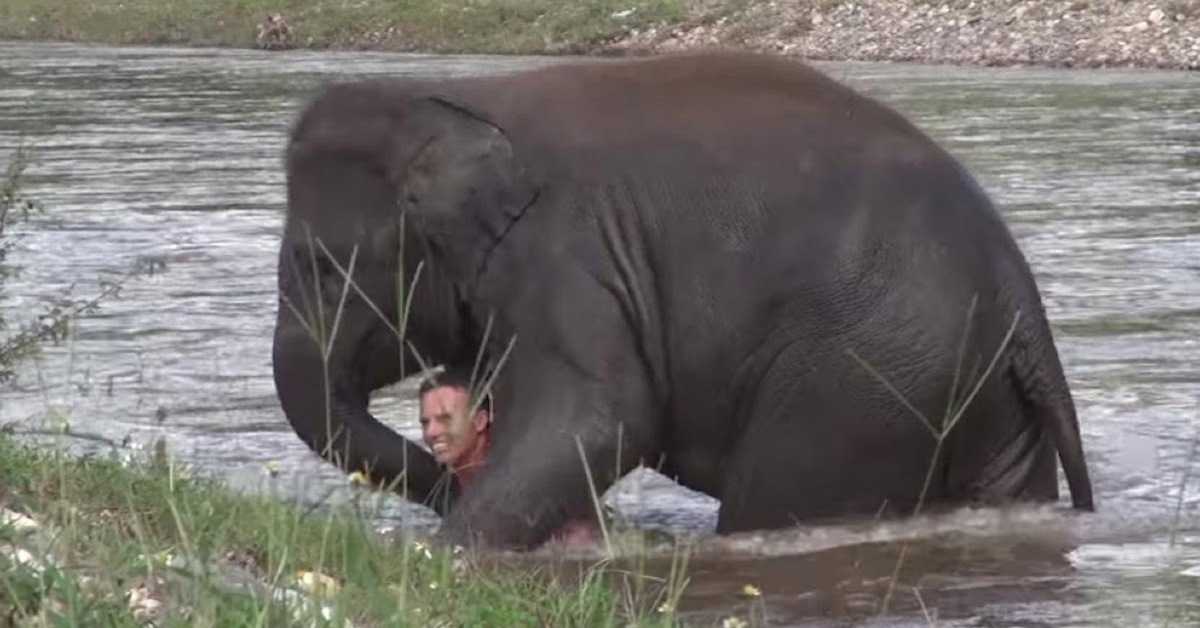 O Elefante tentou salvar o seu cuidador quando pensou erroneamente que estava a afogar-se!