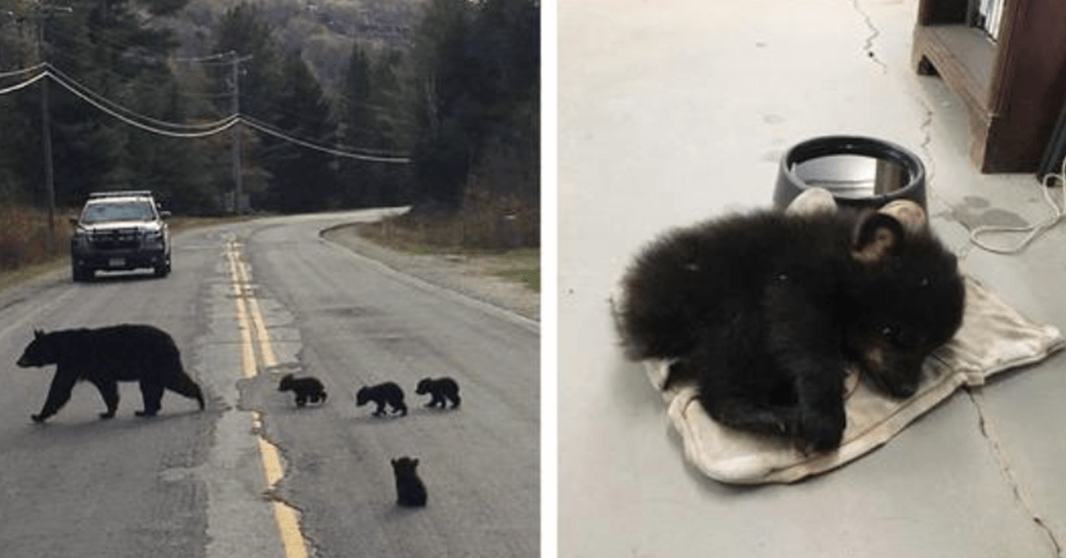 Oficial de Polícia Spots Sick Bear Cub preso na estrada e arrisca a vida para o salvar