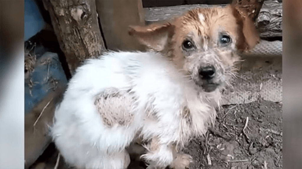 Com Passos de Dor, Cães Abordam Resgatadores Esperam Fugir da Sua Vida Miserável!