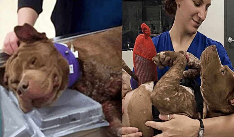 O cachorro ferido toma o seu primeiro banho quente depois de ser resgatado da luta de cães