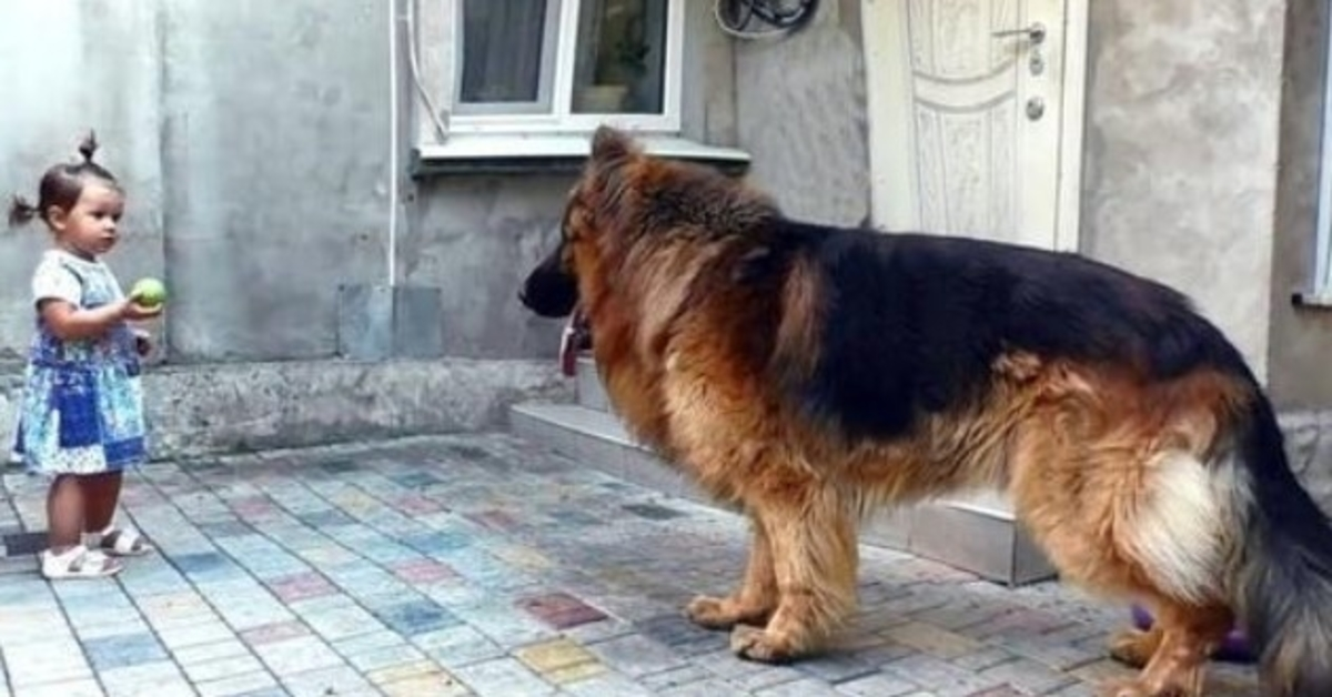 A rapariga resgatou um cão grande do mercado. Ninguém gostava dele, enquanto ele queria calor e felicidade.