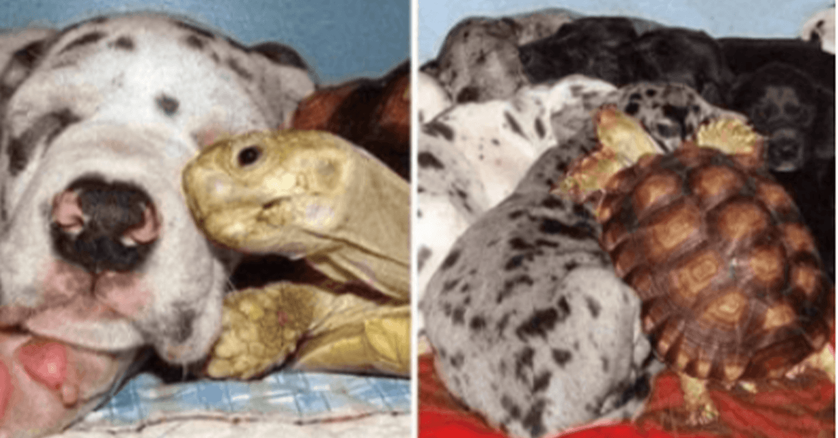 A tartaruga órfã é criada com cães resgatados e são agora inseparáveis