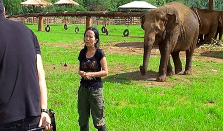 Barcaças de elefante em entrevista para “salvar” o seu cuidador dos entrevistadores