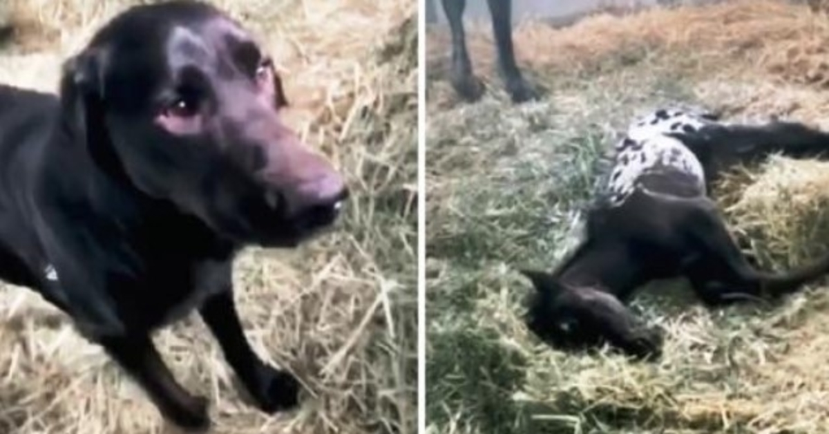 Cão vem a correr para saudar potro recém-nascido, mas potro está deitado no chão sem movimento
