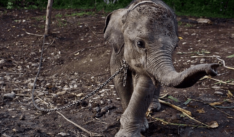 Os Elefantes Reagem Emocionalmente Quando Livres das Correntes