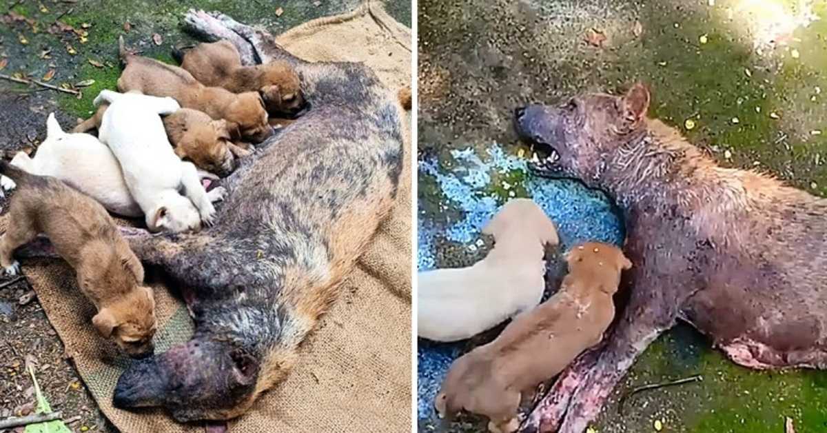 Pobre Mãe Cão Incapaz de ficar ali deitada deitada a chorar desesperadamente por ajudar os seus cachorros!
