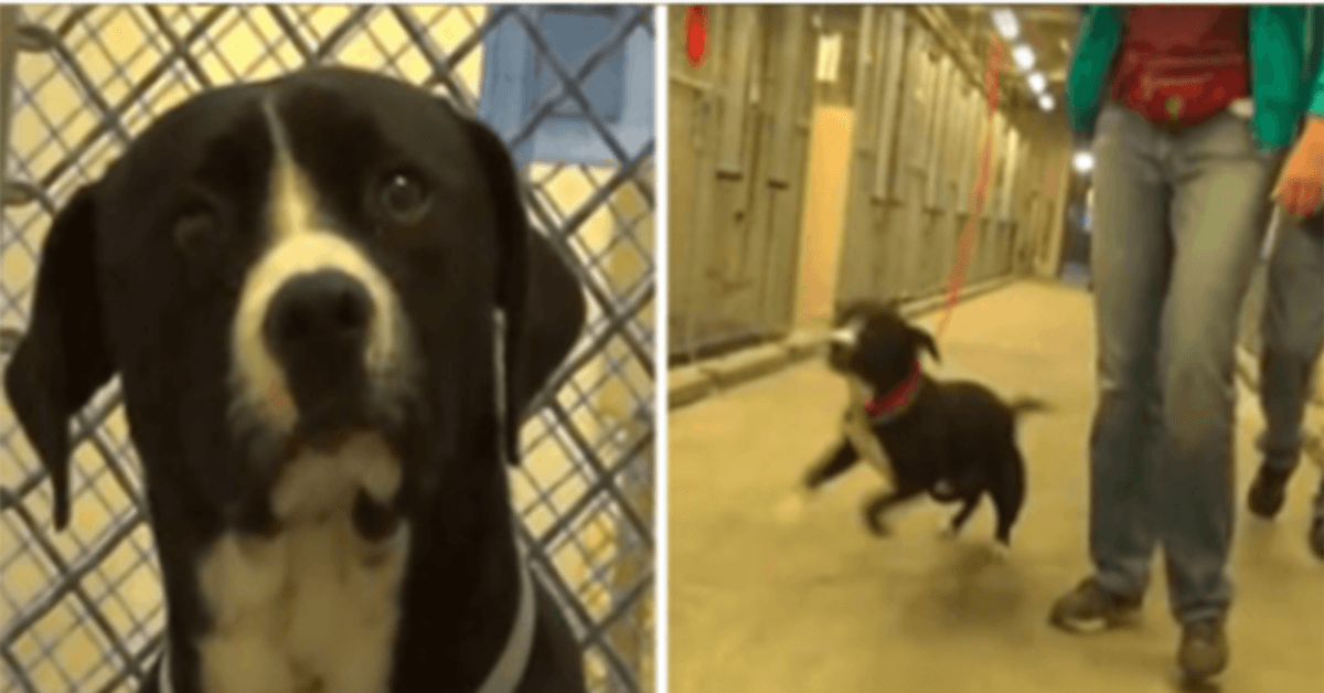 Cão da Fila da Morte percebe que foi adoptado e salta literalmente para a alegria