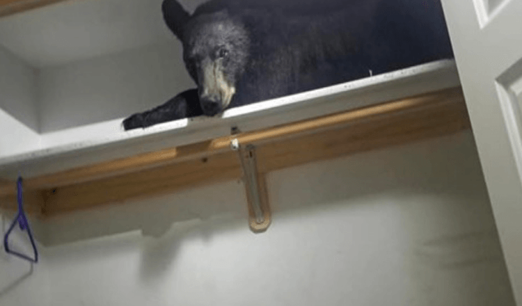 A família acorda para encontrar o urso selvagem a dormir no seu armário