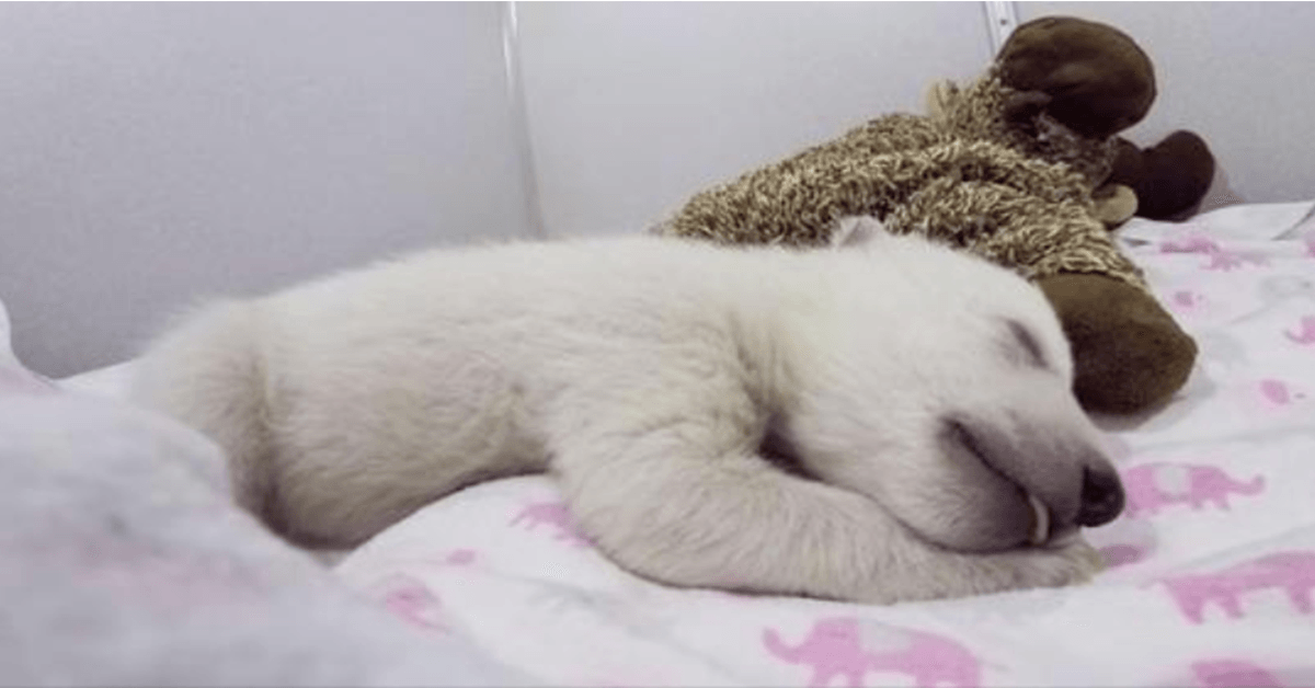Urso Polar Abandonado a Dormir com um Animal Recheado Faz Sons Fofisticados