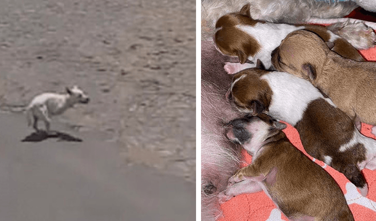 Cão chorou perto da praia na esperança de que alguém a ajudasse com os seus cachorros recém-nascidos