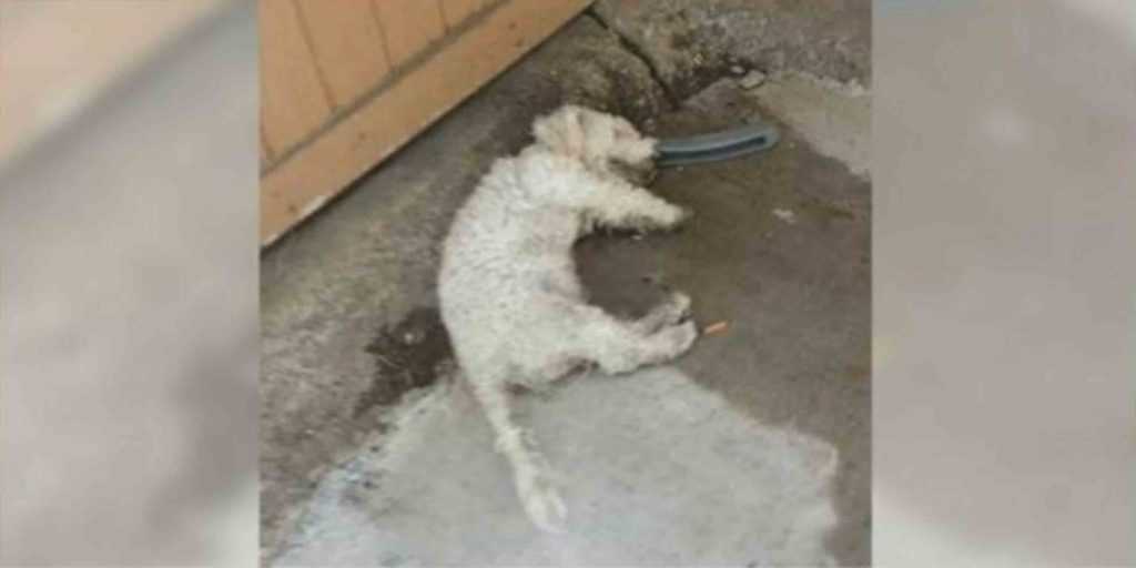 o cão ‘morto’ levantou a cabeça quando a pessoa que ele esperava veio para o levar para casa