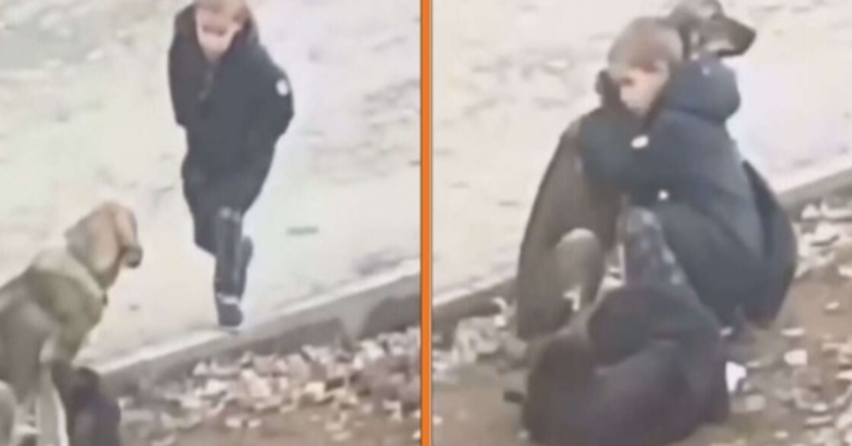 Rapaz pára para abraçar cães de rua quando pensa que ninguém está a vigiar