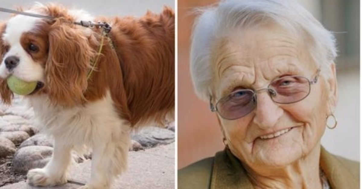93-Year-Old Woman’s Tiny Spaniel Missing For 2 Days So She Calls Police In Tears