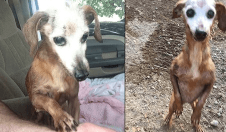 Homem resgata cão velho da auto-estrada, mas a sua mulher diz-lhe que não podem ficar com ele