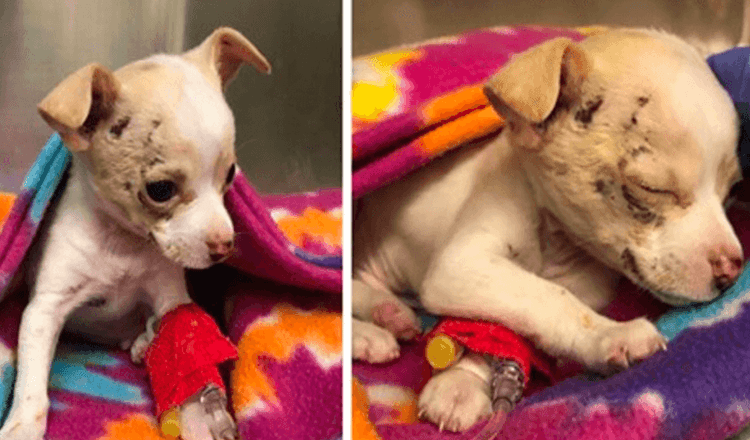 Pequeno cachorro Chihuahua desgarrado cai do céu e luta para sobreviver
