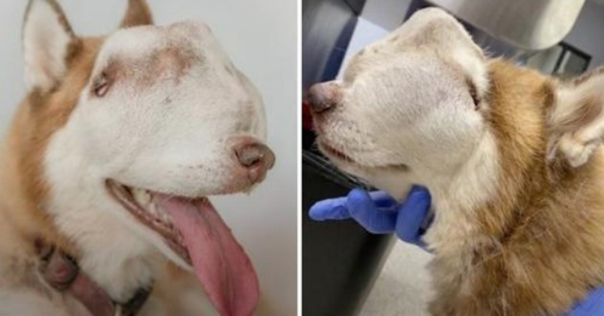 Mulher Adopta Husky “Indesejada” com Tumor Invadindo Toda a Cavidade Nasal & Cara