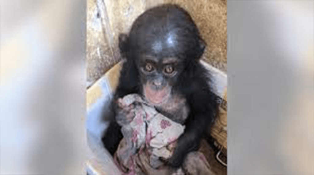 O chimpanzé bebé foi guardado numa caixa durante meses onde se agarrou a um velho pano para o conforto