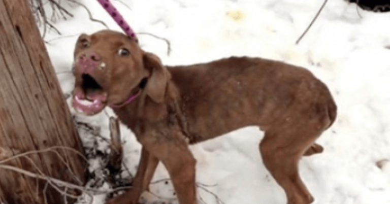 Rescuer Heard A ‘Gut-Wrenching’ Cry for Help, Found Puppy Alone, Wounded & Shivering