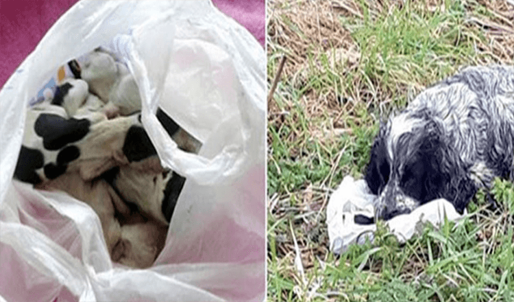 Cão encontrado na estrada segurando um saco de plástico com os seus cachorros