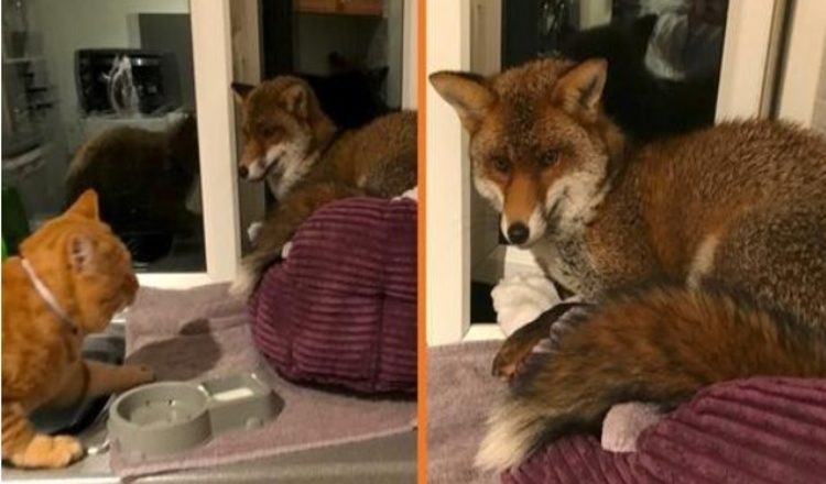 Mulher encontra uma raposa selvagem a dormir na cama dos seus gatos e recusa-se a sair