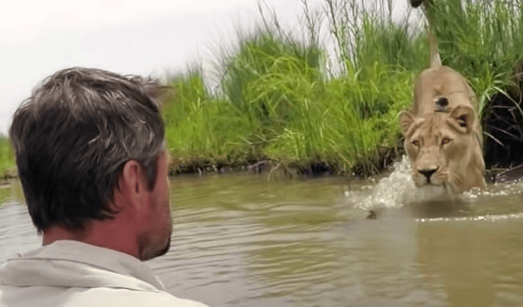 Homem que resgatou dois filhotes de leão há sete anos retorna e os encontra cara a cara