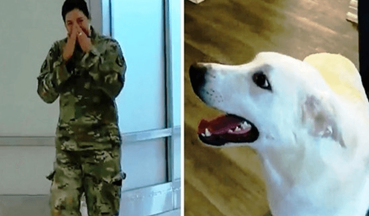 Soldado esperava se reunir com o cachorrinho que ela salvou, mas ficou sem tempo