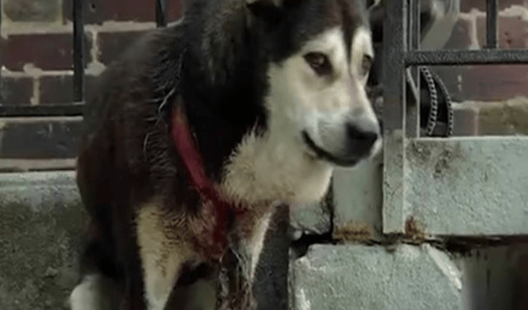 Cachorro torturado por coleira de cachorro, negligenciado e cuidado para voltar à saúde
