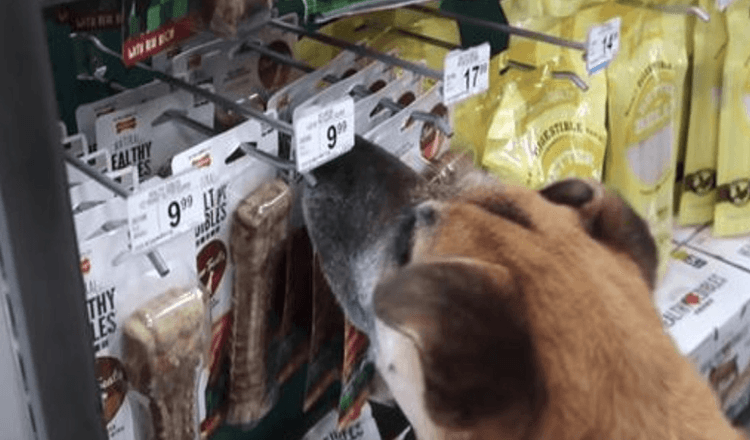Homem leva cachorro idoso sem-teto a pet shop e compra tudo o que ele toca