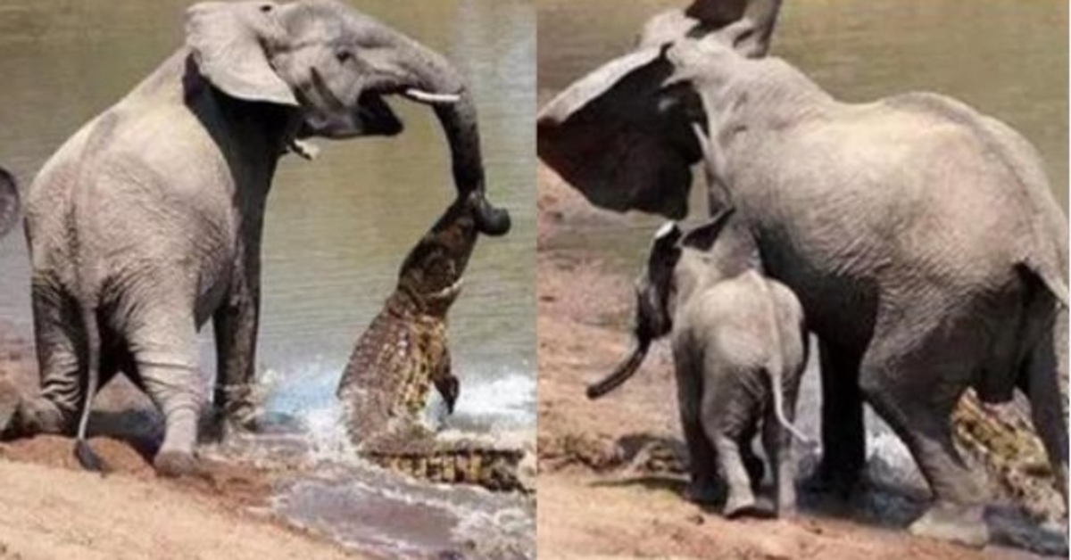 Mãe Elefante Salva Seu Filhote de Ataque Fatal de Crocodilo com Truque Brilhante